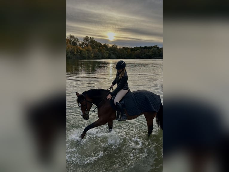 Zangersheider Gelding 11 years 16 hh Brown in Wien, Donaustadt