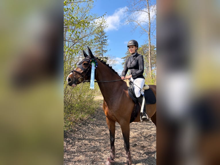 Zangersheider Gelding 11 years 16 hh Brown in Wien, Donaustadt