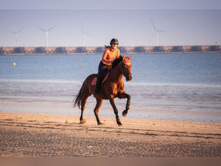 Zangersheider Gelding 11 years 16,1 hh Brown in Hendrik-Ido-Ambacht