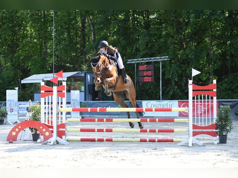 Zangersheider Gelding 11 years 16,2 hh Brown in Riezlern