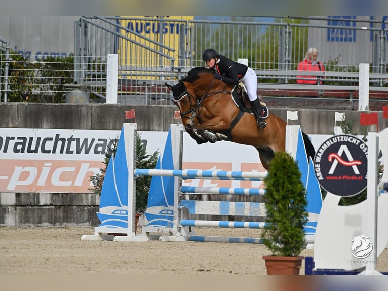 Zangersheider Gelding 11 years 16,2 hh Brown in Riezlern