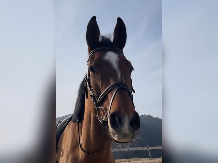 Zangersheider Gelding 11 years 16,2 hh Brown in Riezlern