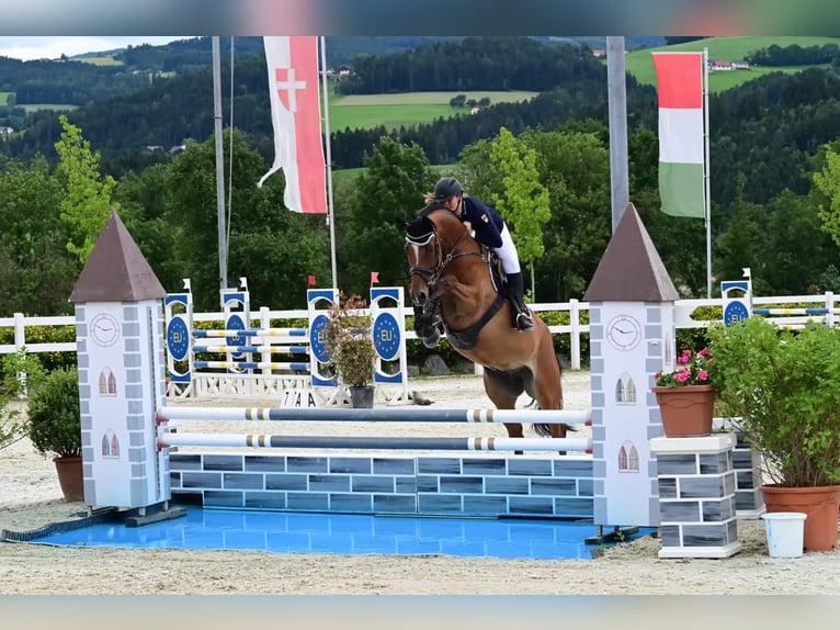 Zangersheider Gelding 11 years 16,2 hh Brown in Riezlern