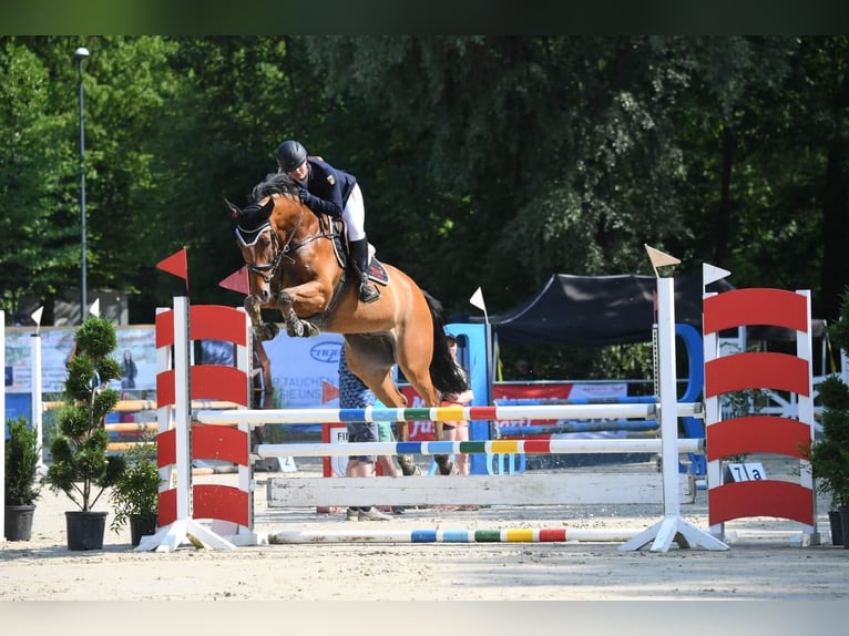 Zangersheider Gelding 11 years 16,2 hh Brown in Riezlern