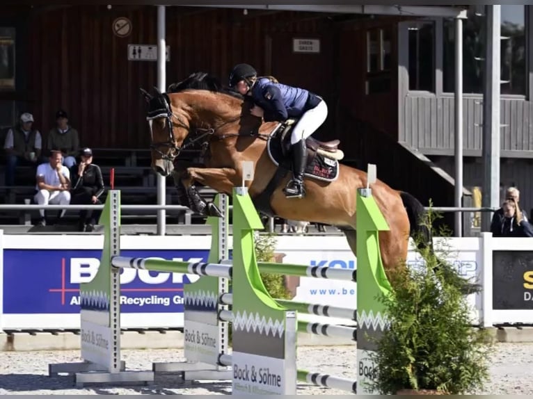 Zangersheider Gelding 11 years 16,2 hh Brown in Riezlern