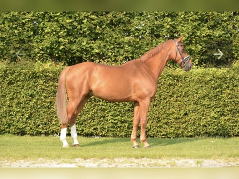 Zangersheider Gelding 11 years 16,2 hh Chestnut-Red in Eede