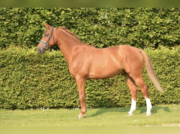 Zangersheider Gelding 11 years 16,2 hh Chestnut-Red in Eede