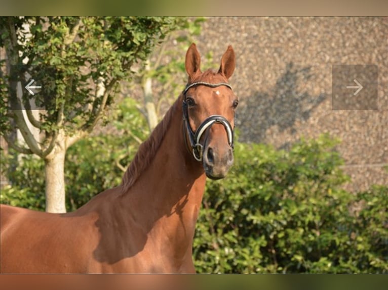 Zangersheider Gelding 11 years 16,2 hh Chestnut-Red in Eede