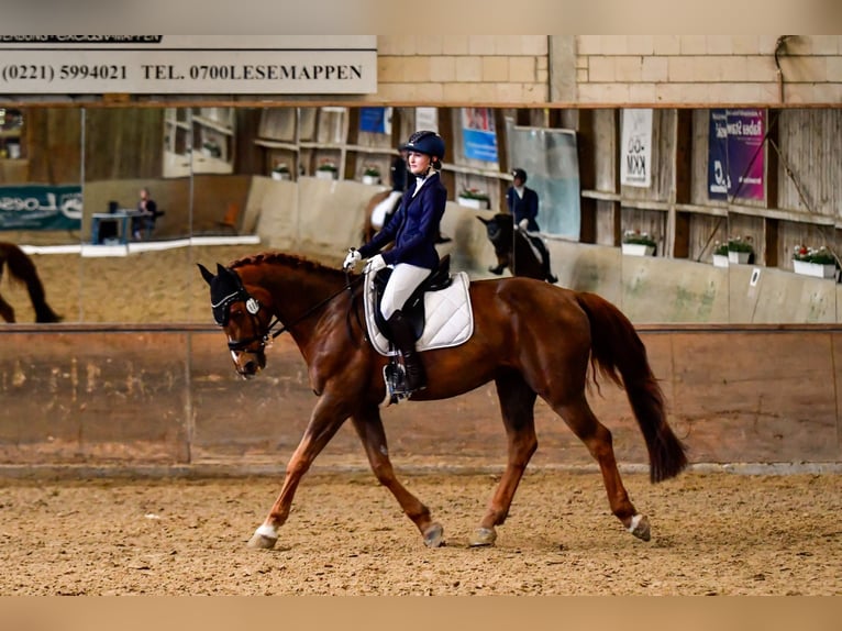 Zangersheider Gelding 11 years 16,2 hh Chestnut-Red in Wachtberg