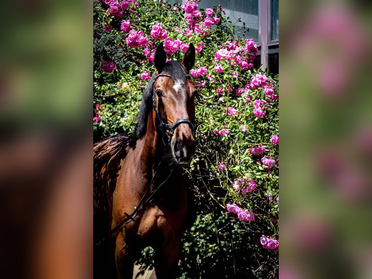 Zangersheider Gelding 11 years 17 hh Brown in Haren