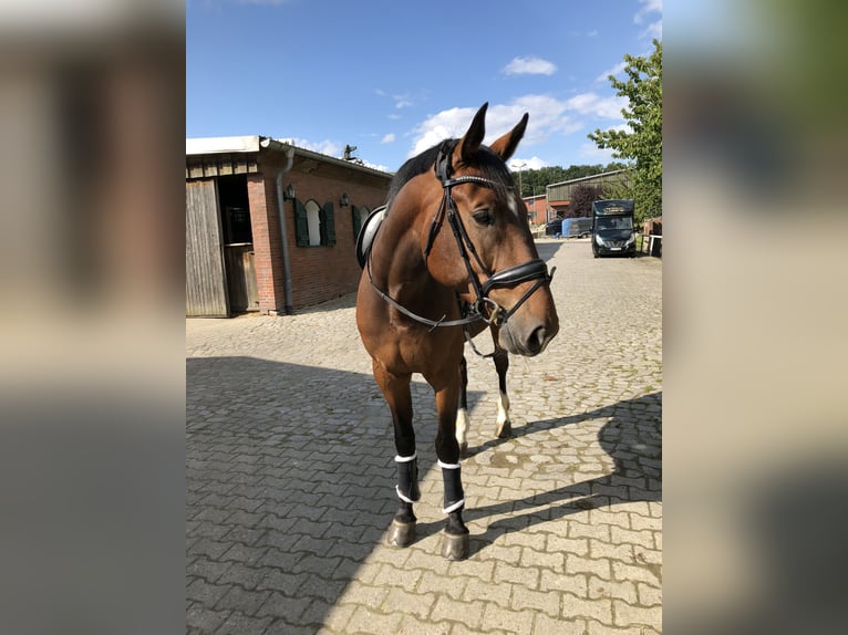 Zangersheider Gelding 11 years 17 hh Brown in Haren
