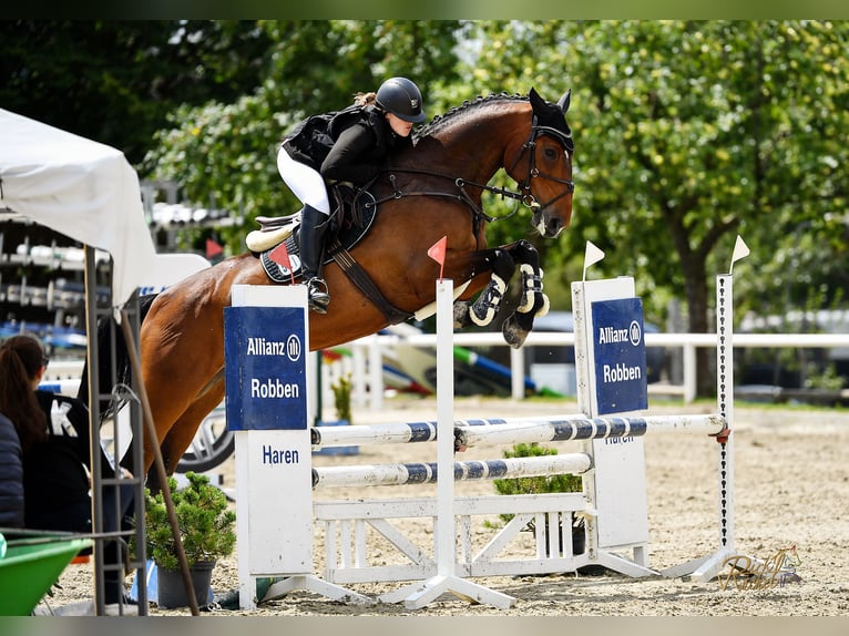 Zangersheider Gelding 11 years 17 hh Brown in Haren