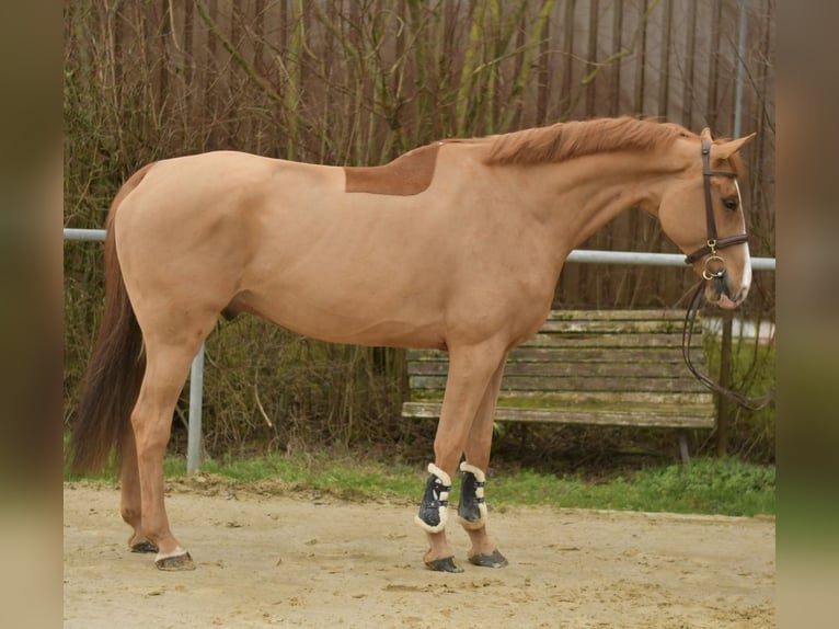Zangersheider Gelding 11 years 17 hh Chestnut-Red in Geilenkirchen