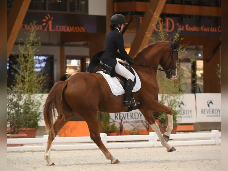 Zangersheider Gelding 12 years 16,1 hh Chestnut-Red in Agen