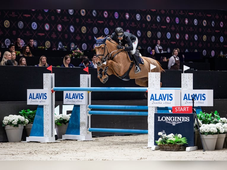 Zangersheider Gelding 12 years 16,2 hh Chestnut in Winterswijk