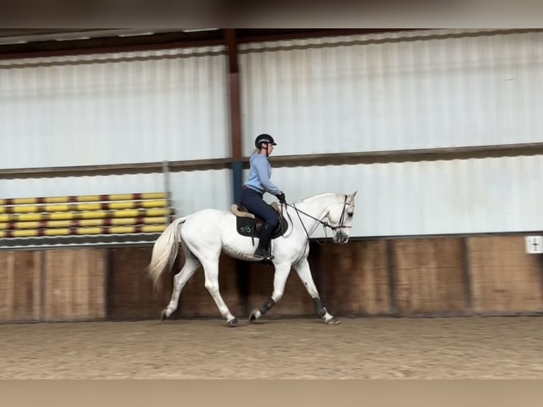 Zangersheider Gelding 12 years 16 hh Gray-Blue-Tan in Oud Gastel