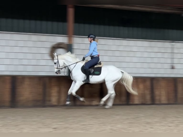 Zangersheider Gelding 12 years 16 hh Gray-Blue-Tan in Oud Gastel