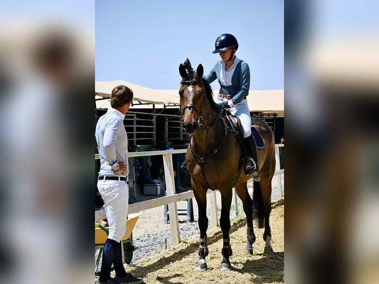 Zangersheider Gelding 12 years 16,1 hh Bay in Venlo
