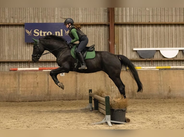 Zangersheider Gelding 12 years 16,1 hh Black in Arnhem