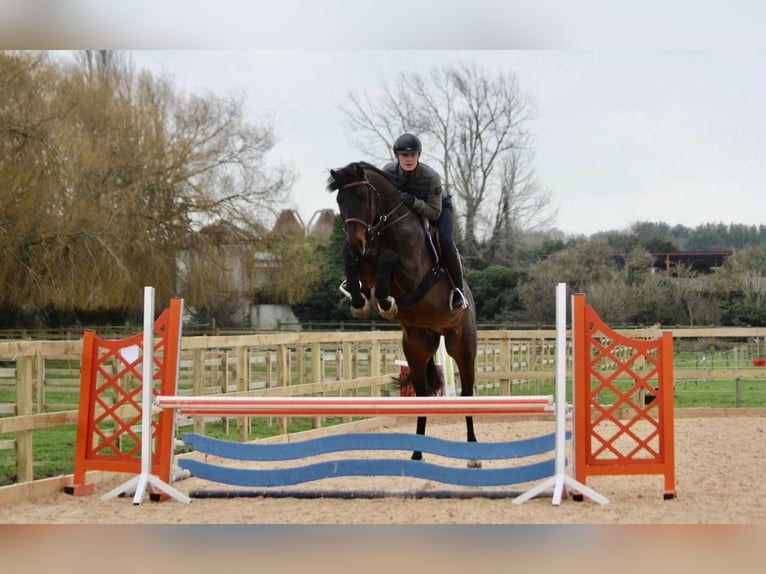 Zangersheider Gelding 12 years 16,1 hh Black in Canterbury