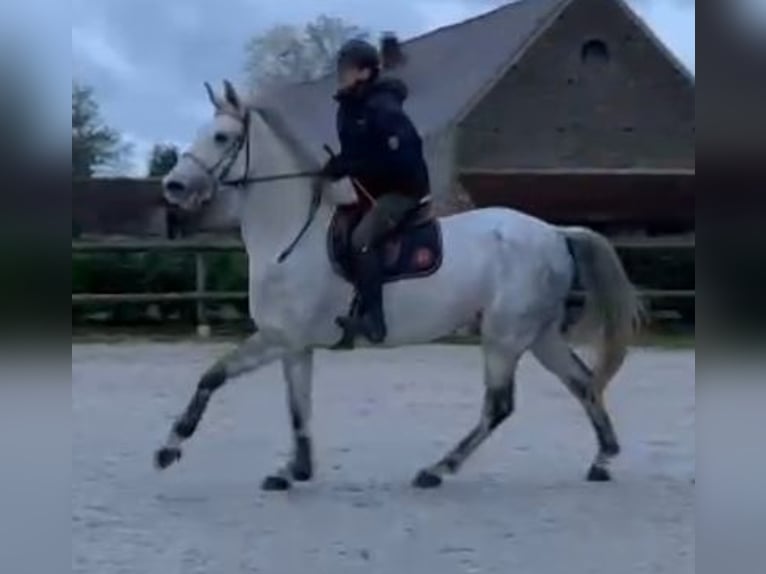 Zangersheider Gelding 12 years 16,1 hh Grey in Dijon
