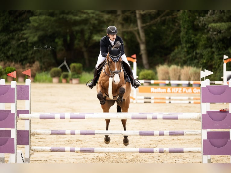 Zangersheider Gelding 12 years 16,2 hh Brown in Neuss