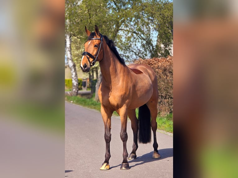 Zangersheider Gelding 12 years 16,3 hh Brown in Someren