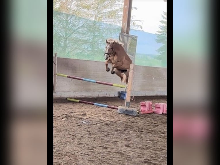 Zangersheider Gelding 12 years 16,3 hh Chestnut-Red in Rottenburg am Neckar