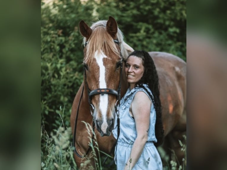 Zangersheider Gelding 12 years 16,3 hh Chestnut-Red in Rottenburg am Neckar