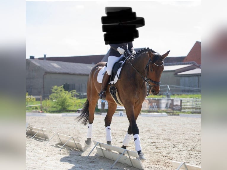 Zangersheider Gelding 12 years 17.2 hh Bay-Dark in Herrieden