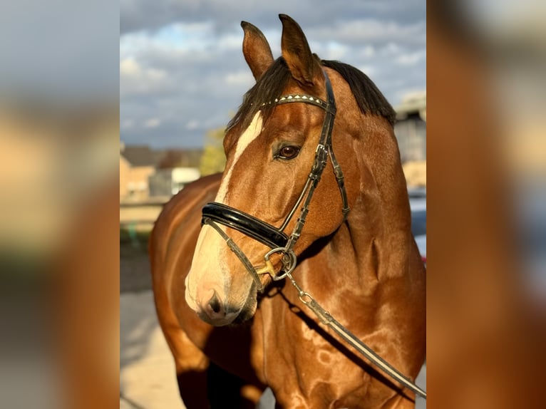 Zangersheider Gelding 12 years 17 hh Brown in Grevenbroich Zangersheider Gelding 12 years 17 hh Brown in Grevenbroich