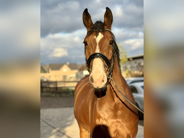 Zangersheider Gelding 12 years 17 hh Brown in Grevenbroich Zangersheider Gelding 12 years 17 hh Brown in Grevenbroich