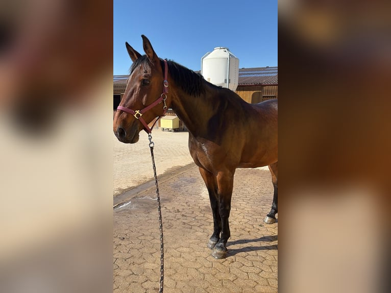 Zangersheider Gelding 12 years 17,2 hh Bay-Dark in Herrieden