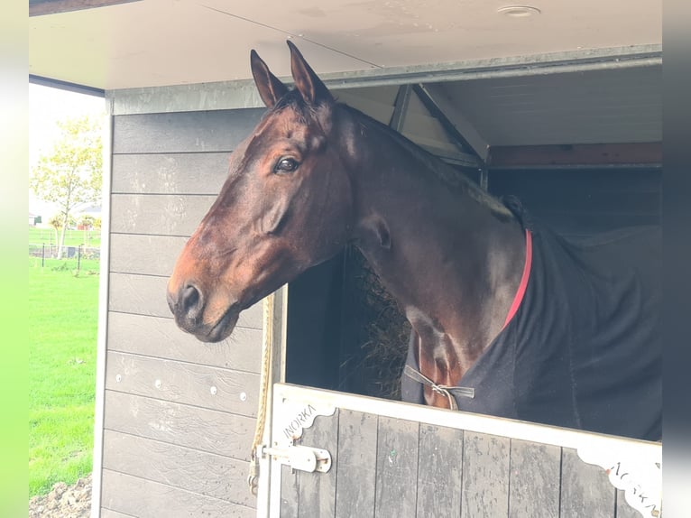 Zangersheider Gelding 12 years 17,2 hh Bay-Dark in Berkel en Rodenrijs