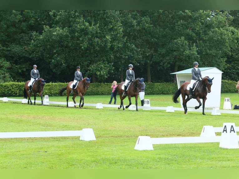 Zangersheider Gelding 12 years 17,2 hh Bay-Dark in Berkel en Rodenrijs