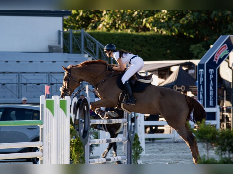 Zangersheider Gelding 12 years 17,2 hh Chestnut in &#x418;&#x445;&#x442;&#x438;&#x43C;&#x430;&#x43D; / Ikhtiman