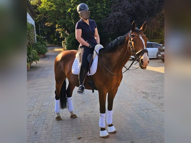 Zangersheider Gelding 13 years 16,1 hh Brown in Krefeld