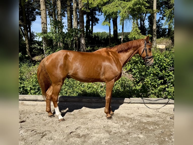 Zangersheider Gelding 13 years 16.1 hh Chestnut-Red in Pelmberg