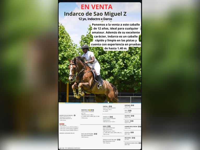 Zangersheider Gelding 13 years 16.1 hh Chestnut in Anxeles, Os (Santa Maria-Brion)