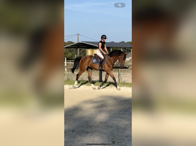 Zangersheider Gelding 13 years 16,1 hh Smoky-Black in Marmande