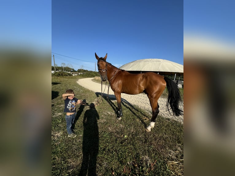 Zangersheider Gelding 13 years 16,1 hh Smoky-Black in Marmande