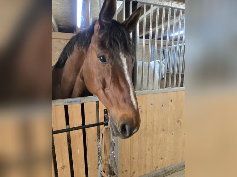 Zangersheider Gelding 13 years 16 hh Brown in Nei&#xDF;eaue
