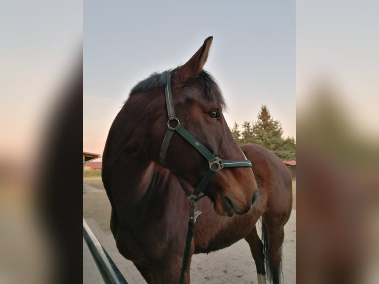 Zangersheider Gelding 13 years 16 hh Brown in Nei&#xDF;eaue
