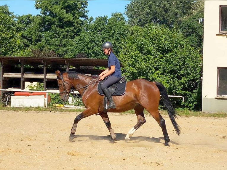 Zangersheider Gelding 13 years 16,1 hh Brown in Neustadt in Sachsen