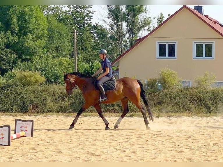Zangersheider Gelding 13 years 16,1 hh Brown in Neustadt in Sachsen
