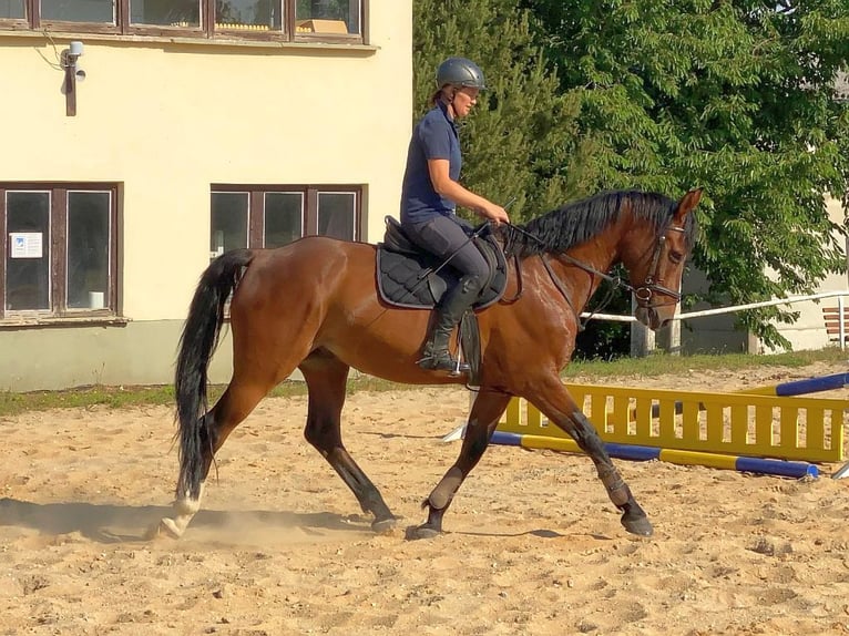 Zangersheider Gelding 13 years 16,1 hh Brown in Neustadt in Sachsen