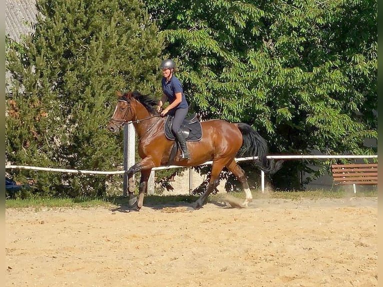 Zangersheider Gelding 13 years 16,1 hh Brown in Neustadt in Sachsen