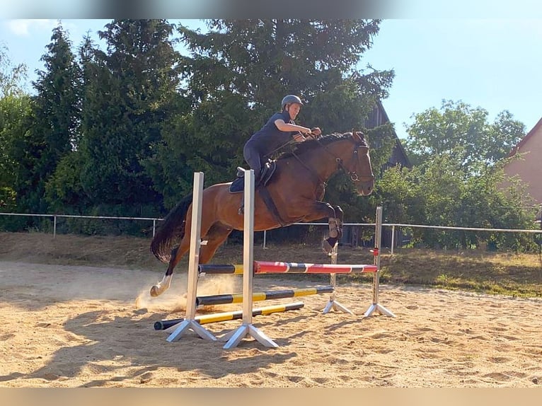 Zangersheider Gelding 13 years 16,1 hh Brown in Neustadt in Sachsen