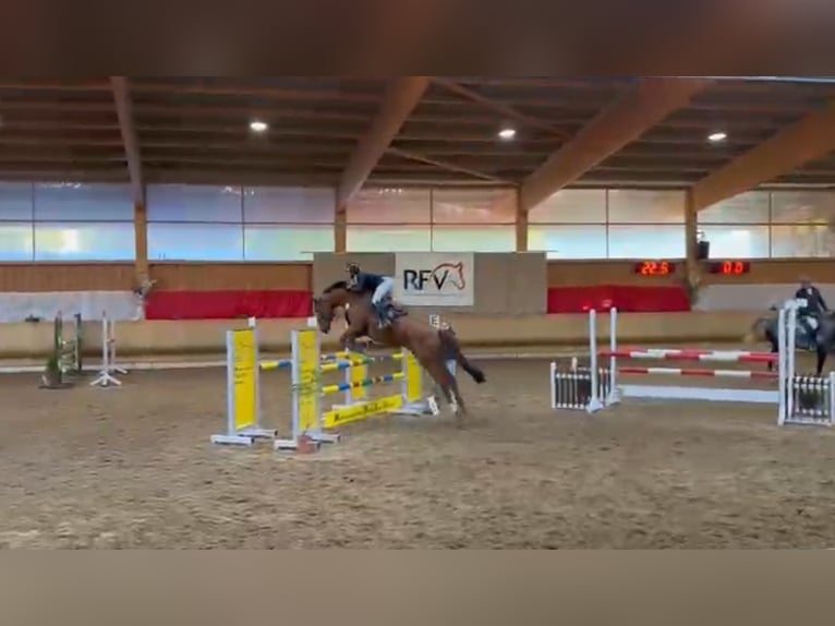 Zangersheider Gelding 13 years 16,2 hh Chestnut in Karlsbad