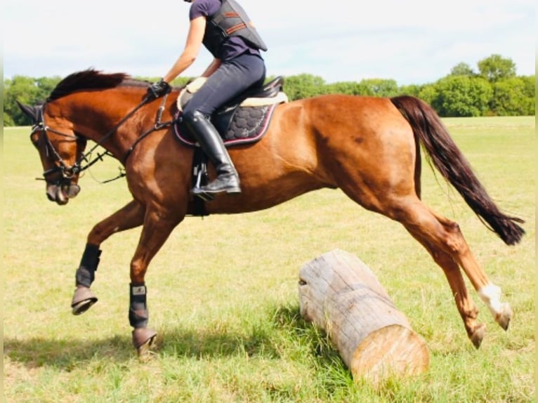 Zangersheider Gelding 13 years 16,2 hh Chestnut in Karlsbad